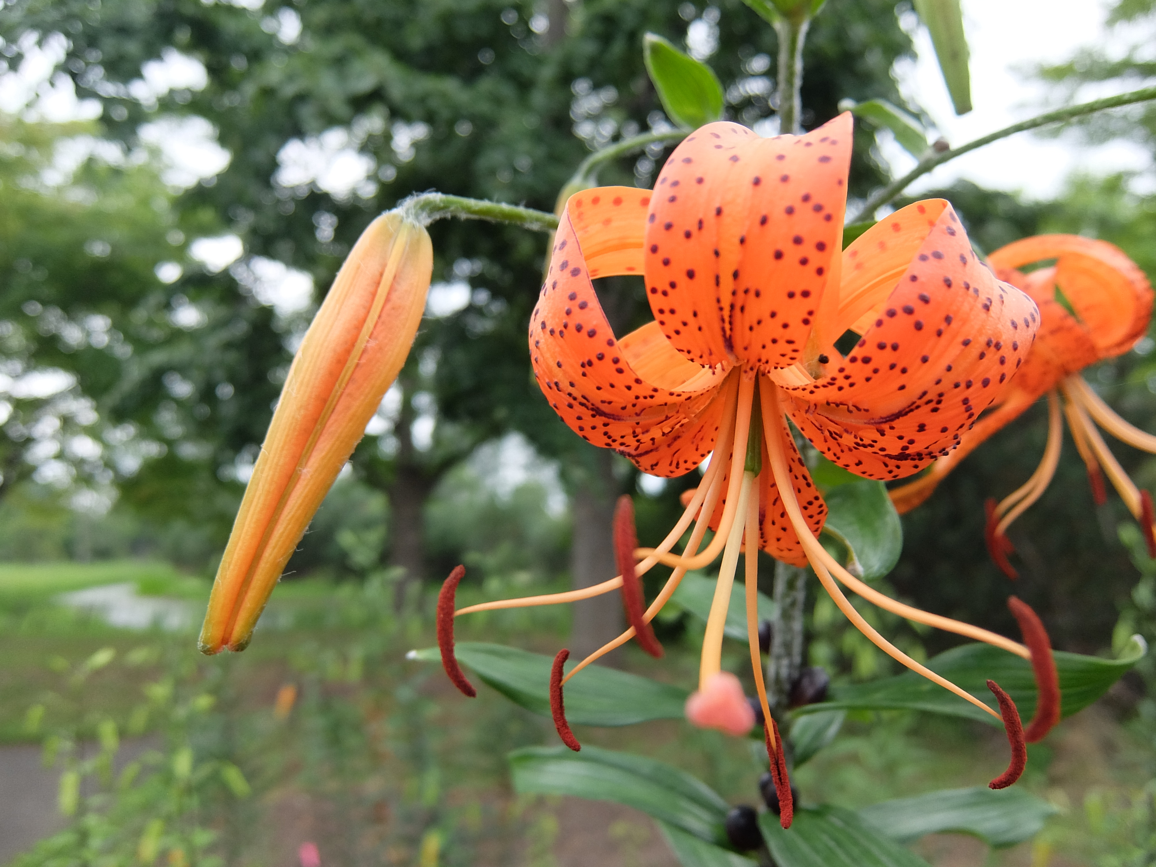 オニユリ ヤマユリも開花しています 百合が原公園