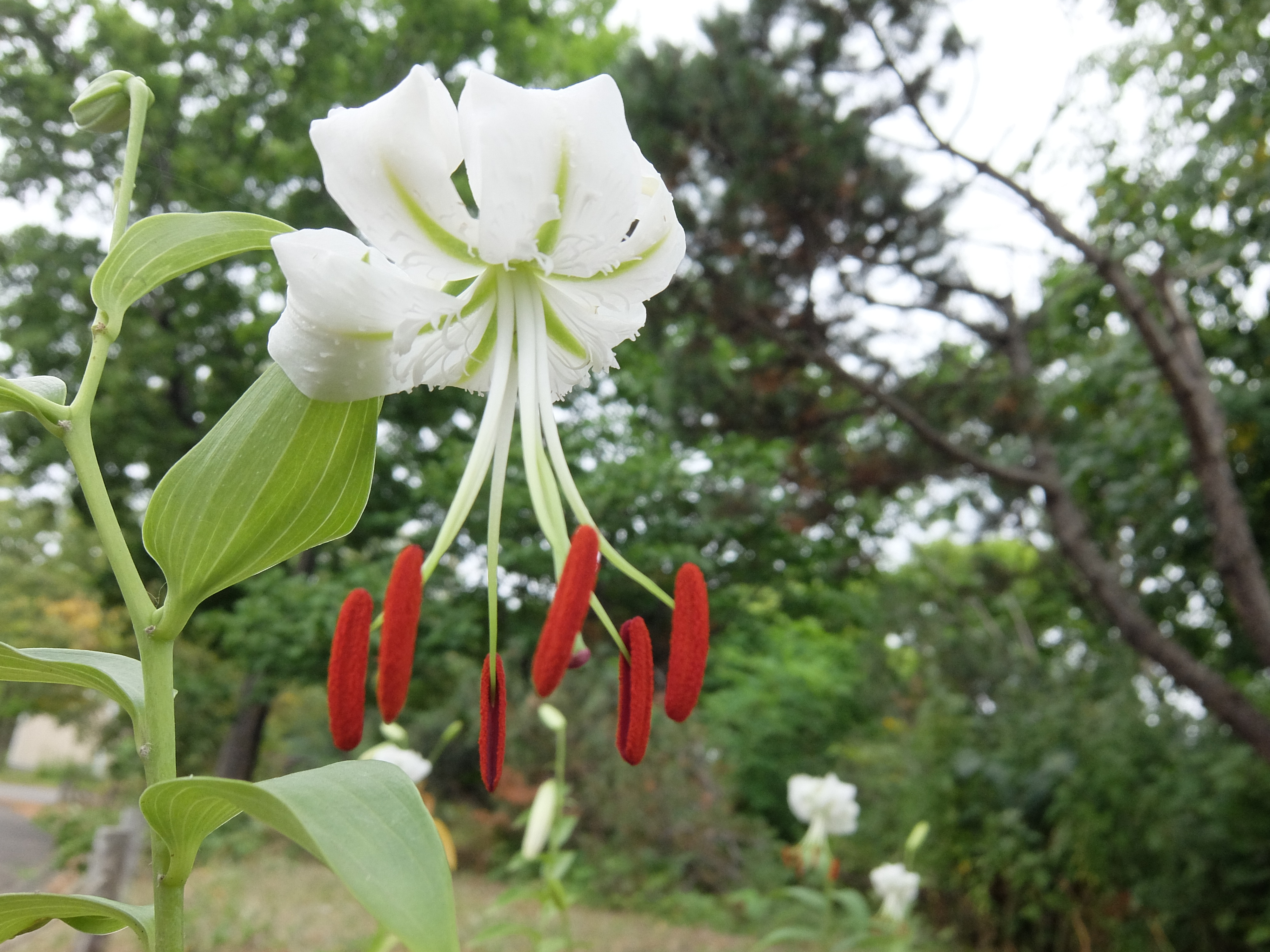 ユリ開花情報