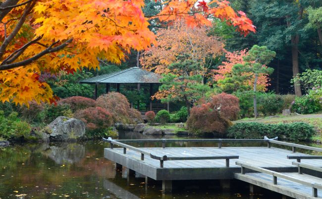 日本庭園紅葉