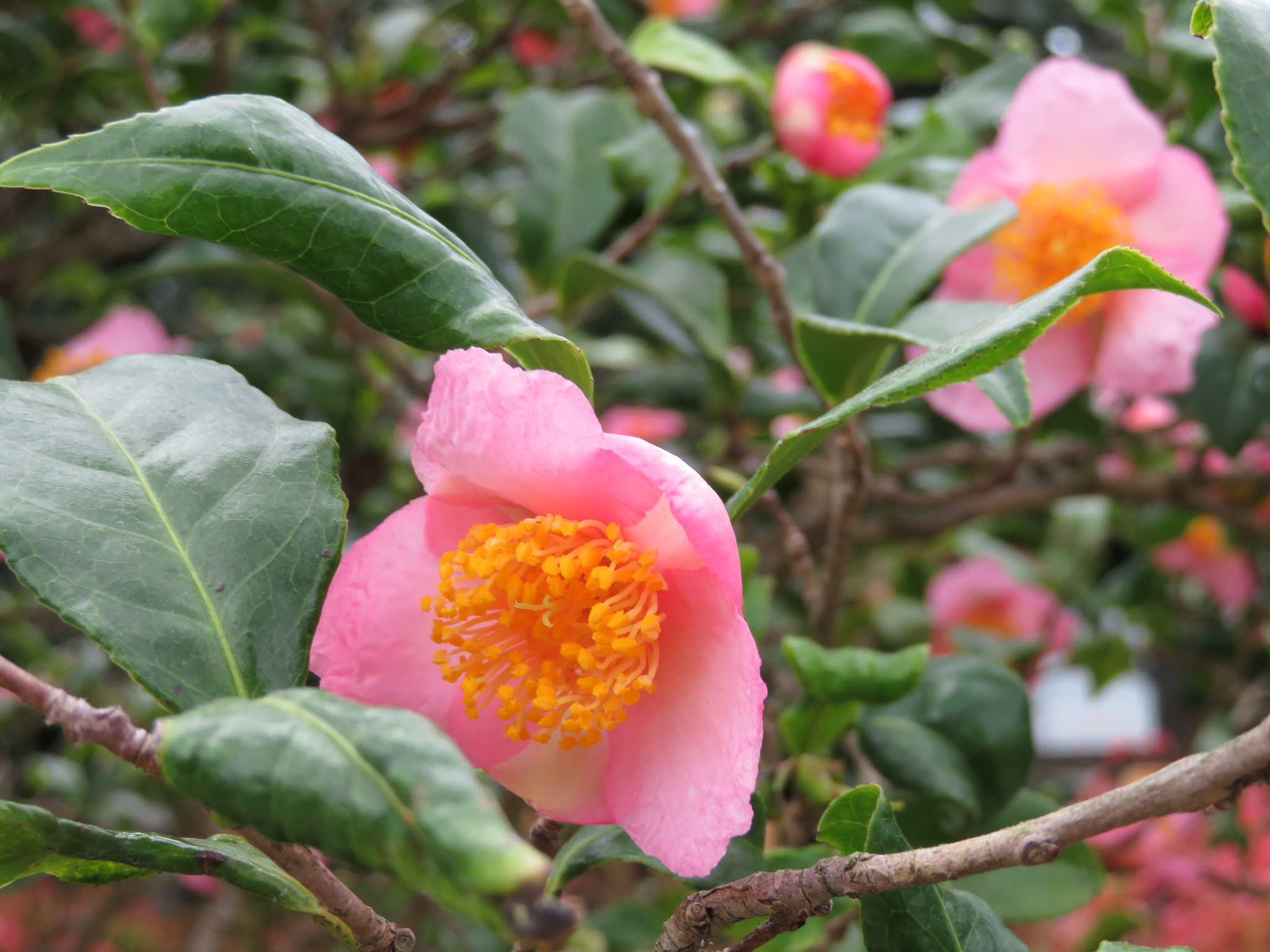 ツバキ、サザンカも開花中です