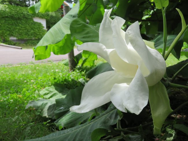 マグノリアアシェイの花
