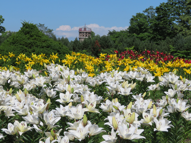 The World Lily Gardens