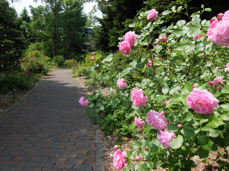 The Rose Walk