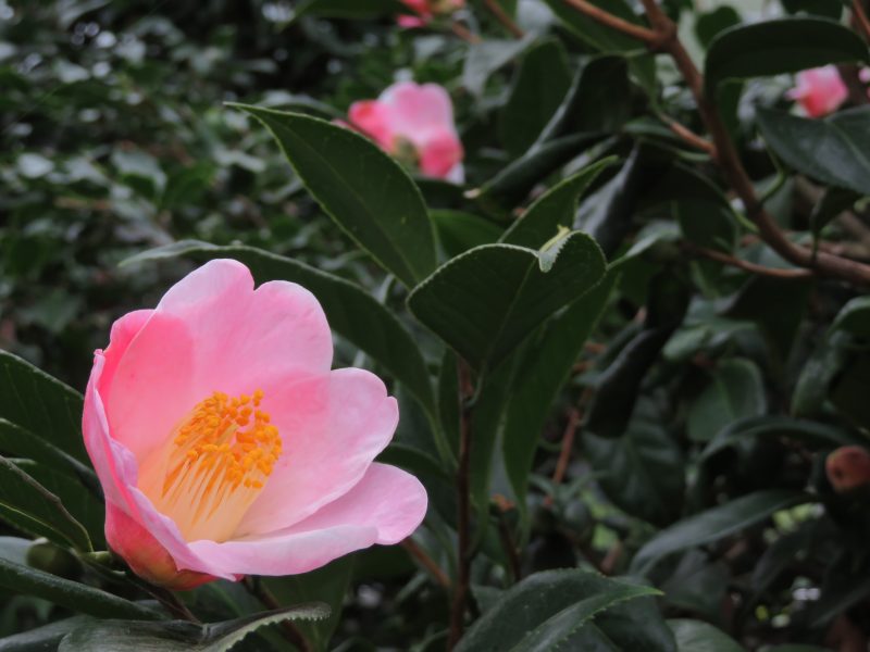 温室ではツバキが開花中