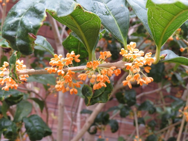 温室のキンモクセイが開花しました