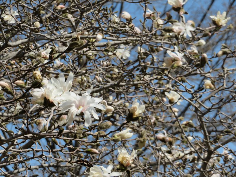 開花情報（シデコブシ、レンギョウなど）