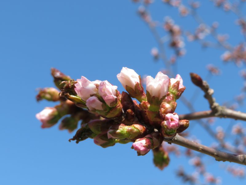 百合が原公園のサクラ開花状況