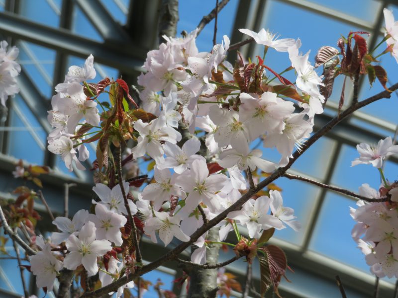 本日より春の花展開催です！