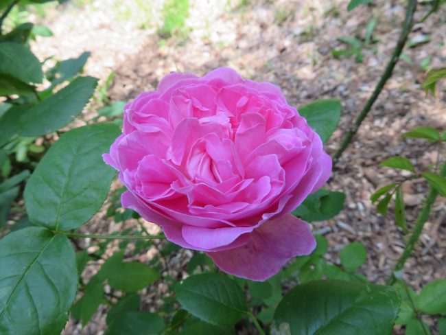 ピンクの花色が美しいイングリッシュローズ　‘メアリーローズ’