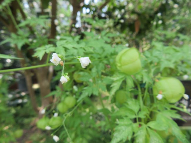 小さく白い花のフウセンカズラ