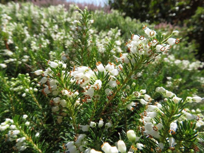 小さな白い花が咲くエリカ　ワガンス‘ライオネス’　