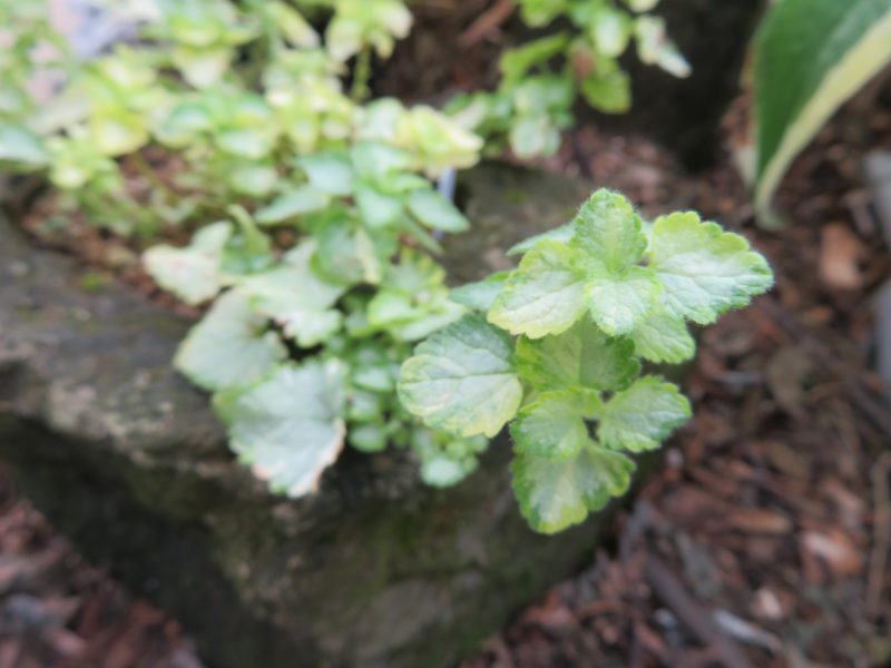 本日から「札幌軟石と植物展」開催です