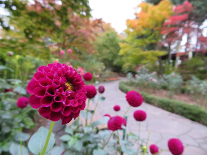 百合が原公園の紅葉便り