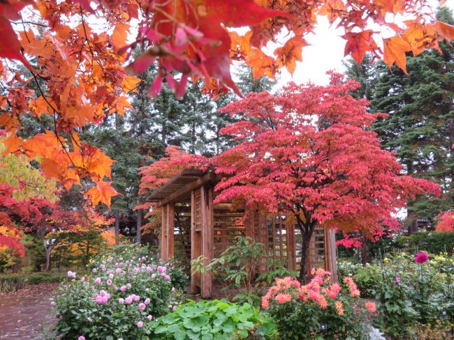 ポートランド庭園のダリアと紅葉