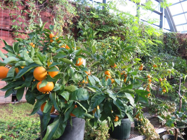 柑橘系植物の様子