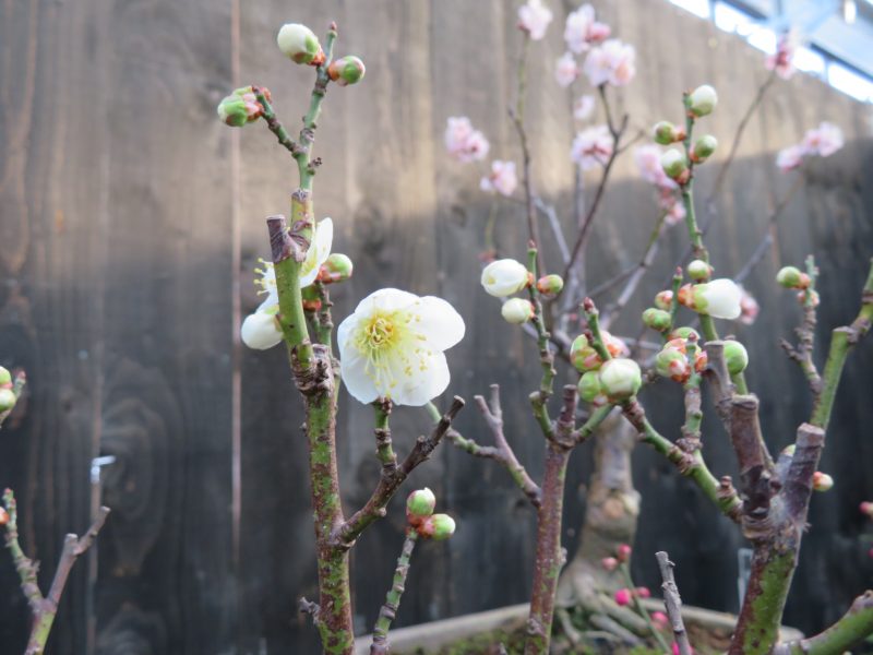 緑のセンター開花情報（1月7日）