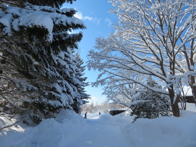 雪深い公園内、園路は除雪済みです