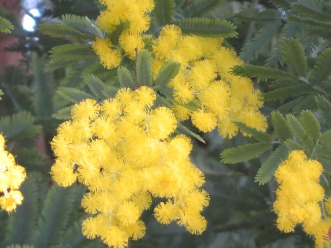 黄色いふんわりとした花のアップ