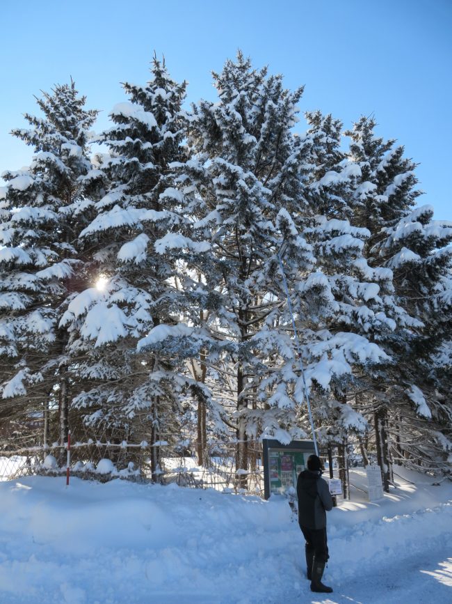 針葉樹の枝の雪卸作業