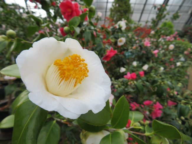 大輪の白花が美しい‘加茂本阿弥’