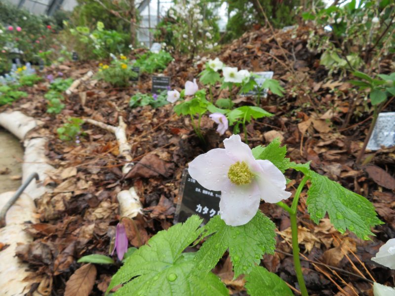 【春の花展】いよいよ開催です！