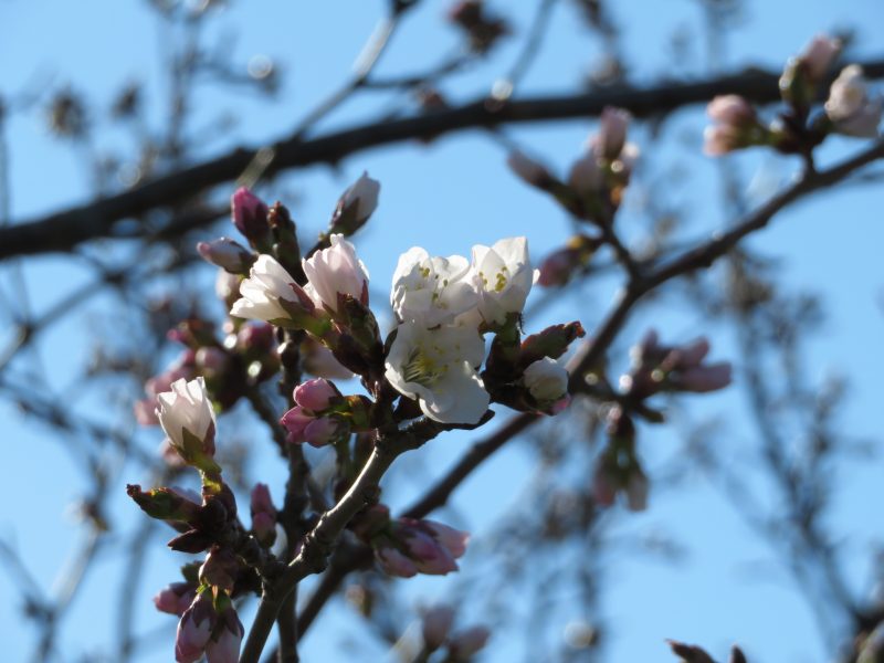 チシマザクラの開花情報とオリエンテーリング