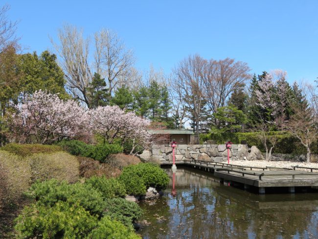 世界の庭園内にある日本庭園ではブンゴウメとエゾヤマザクラが見頃