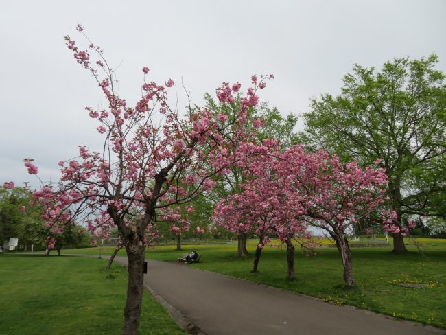 芝生広場横の桜並木