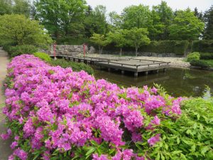 日本庭園のヨドガワツツジ