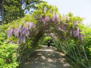 日本庭園から瀋芳園に向かうグリーントンネルではフジ開花