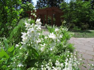 ポートランド庭園ではヒメウツギも開花を始めた