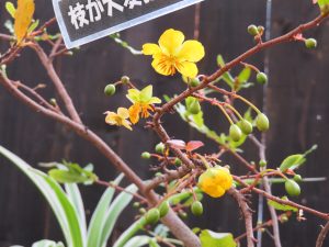 ミッキーマウスの木に黄色い花開花中