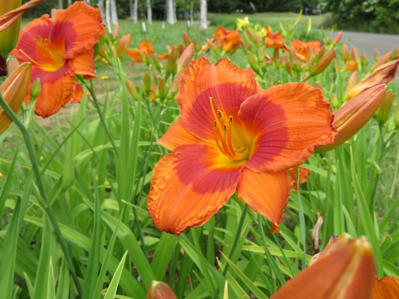 百合が原公園開花情報7月13日