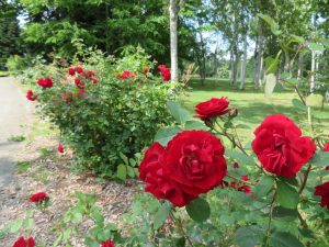 ヒースガーデン横のバラ花壇