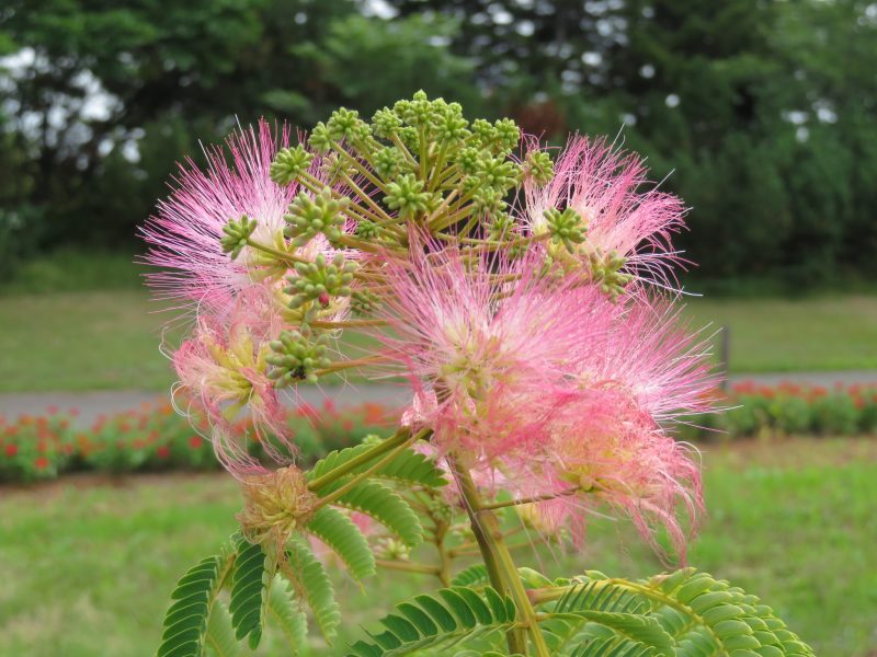 ネムノキが開花しています