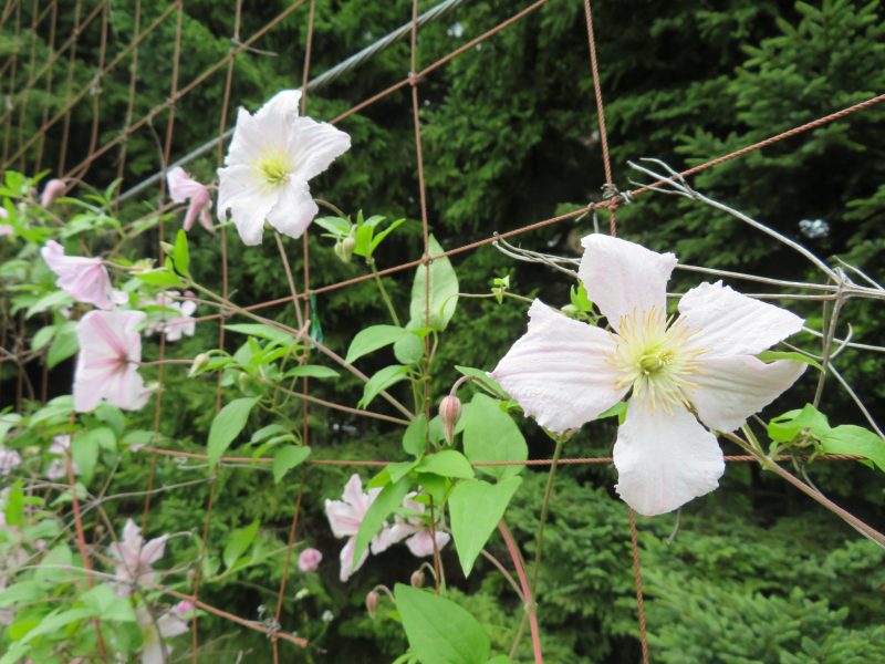 百合が原公園開花情報7月15日