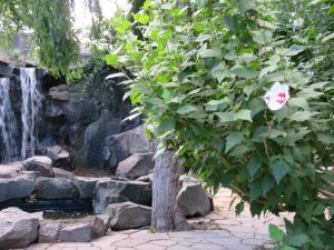 瀋芳園の滝の近くではムクゲが開花