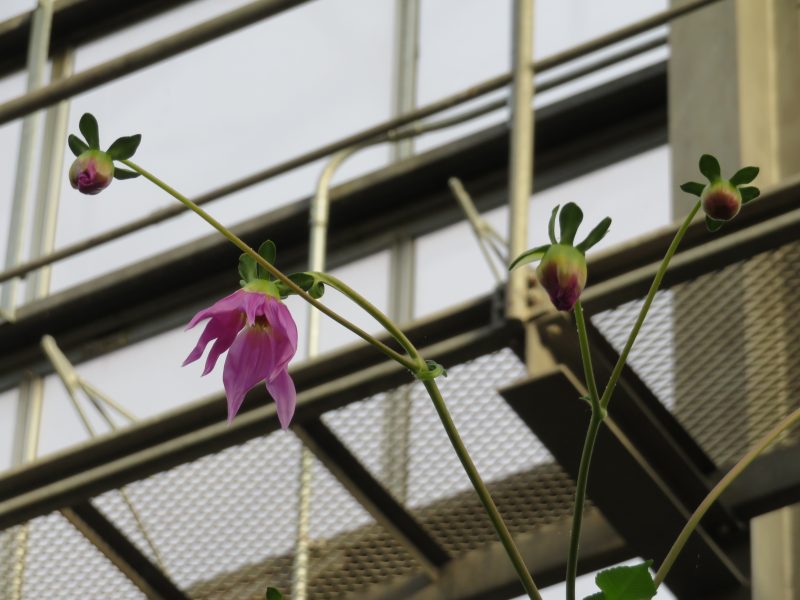 大温室のコウテイダリアがまもなく開花します