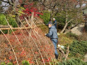 日本庭園内のさつきやツツジを冬囲い
