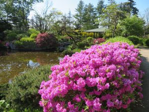 今年5月中旬の日本庭園