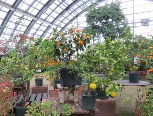 大温室の柑橘系植物