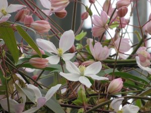 クレマチスアーマンディ‘アップルブロッサム’花のアップ