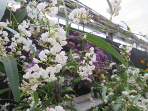 白や紫のハーデンベルギア