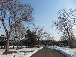 3月15日、雪解けが進む百合が原公園内