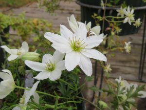白い小花をたくさん咲かせるクレマティス カートマニー ジョー