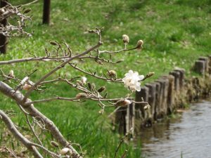 日本ならんで植栽されているシデコブシ ‘ロイヤルスター’