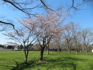 芝生広場ではソメイヨシノも咲き始めている