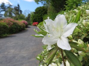 日本庭園で開花中の琉球ツツジ