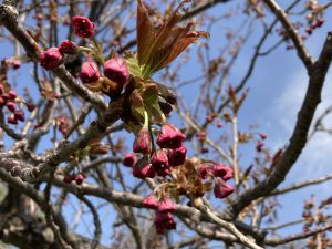 八重咲きのサトザクラ‘関山’
