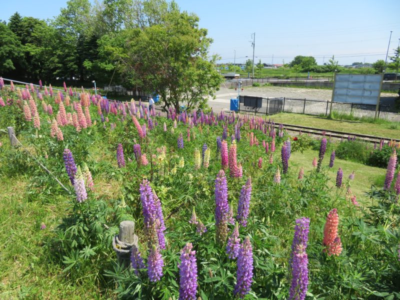 リリートレイン沿線とマグノリア アシェイ開花情報（6月12日）